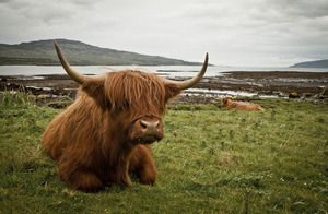 Red Highland cattle